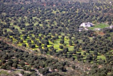 Xylella, osservazioni aeree per scoprirla