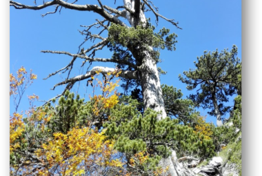 Datato a Lecce l'albero vivente più antico d'Europa