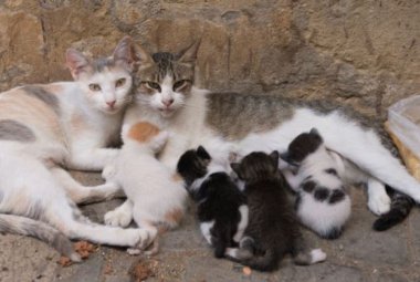 Al via la sterilizzazione delle colonie feline sparse sul territorio galatinese