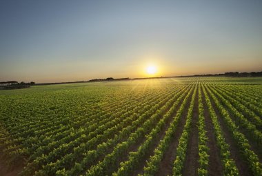 Verso un'ottima vendemmia