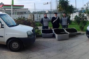 Avevano raccolto 5300 ricci, foglio di via per cinque pregiudicati brindisini
