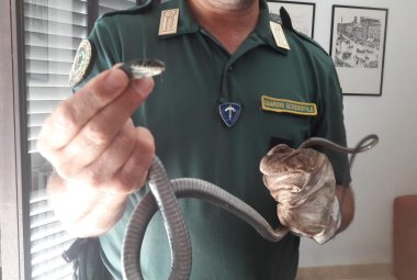 Trovato un biacco in una casa