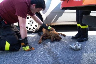 Obbligatorio soccorrere un animale investito