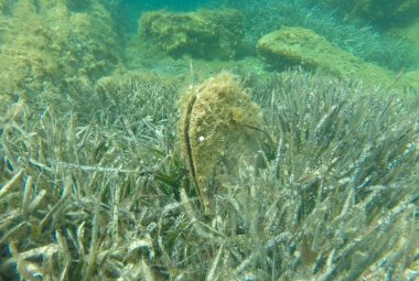 Scoperta Pinna nobilis nella laguna di Acquatina