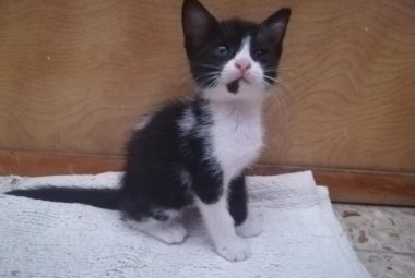 Quattro gattini in cerca di amici