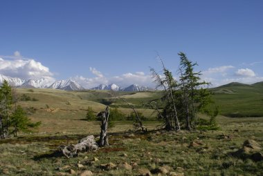 Gli anelli degli alberi raccontano il pianeta Terra