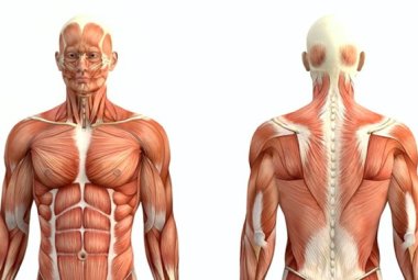 La distrofia muscolare di Duchenne si può rallentare regolando i cannabinoidi