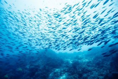 “La pesca sostenibile nelle Aree Marine Protette”