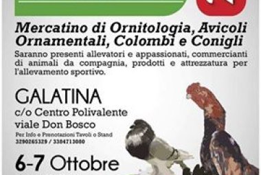 Galline, galli, colombi, uccelli in mostra