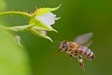«Apicoltura e biodiversità: azioni di tutela e prospettive»