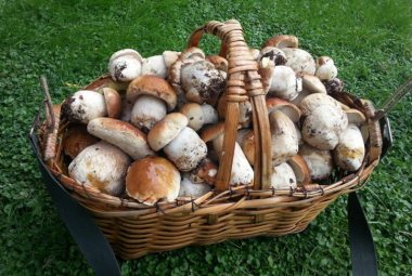 Funghi, acquistarli solo dai raccoglitori certificati