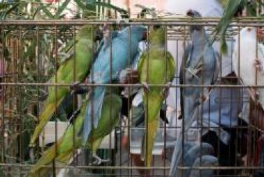 Mai più animali prigionieri e venduti alle feste!
