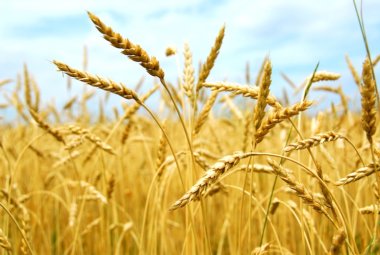 “Le nuove frontiere in nutrizione e medicina integrata”
