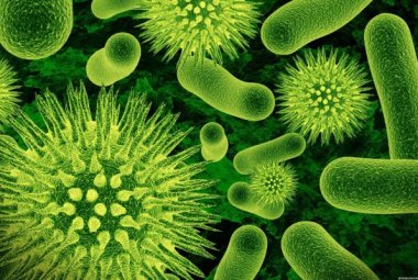 I virus potenziali vettori per il trasferimento genico orizzontale