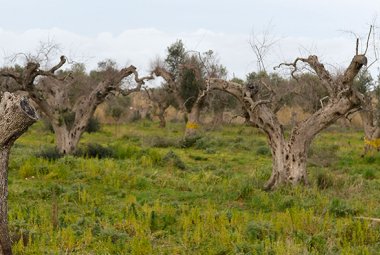 Xylella, "Il Cnr è in conflitto di interesse"