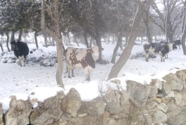 Il grande freddo fa tremare l'agricoltura pugliese