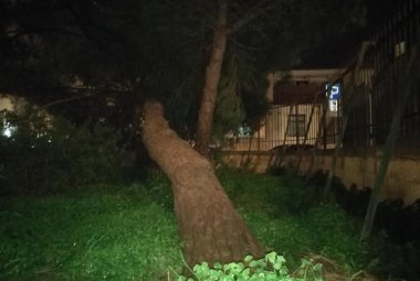 A Galatina il vento abbatte un grosso pino in Piazza Cesari