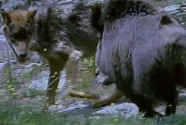 Gargano invaso da lupi e cinghiali