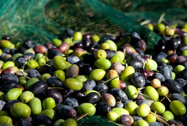 “Passatadoliva”, un alimento elisir di salute realizzato dal Cnr-Ispa di Lecce