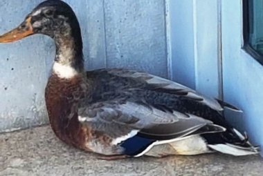 Un Germano Reale a spasso per Lecce