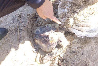 Su una spiaggia del Salento ancora un'altra tartaruga vittima della plastica