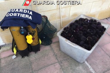 Multa di quattromila euro a raccoglitori di frodo di 2600 ricci