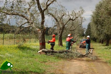 In Piazza per fronteggiare la xylella