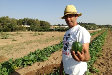 La Meloncella Tonda di Galatina entra nel paniere dei Prodotti Agroalimentari Tradizionali (PAT) di Puglia 