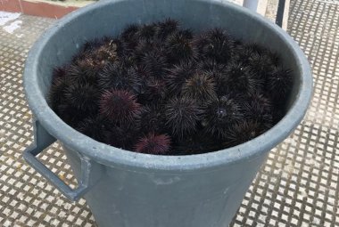 Sequestrati 600 ricci a pescatori di frodo
