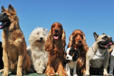 Al via il Concorso di Bellezza "Amici a 4 Zampe" 
