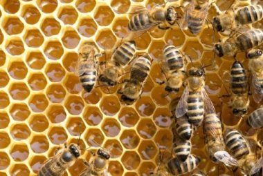 Api stressate, crolla in Puglia la produzione di miele