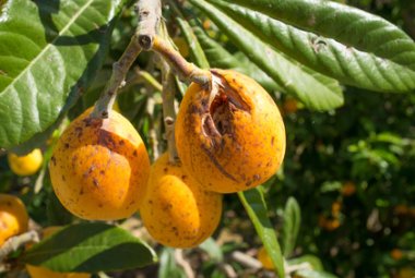 Il maltempo sta mettendo in ginocchio l'agricoltura pugliese