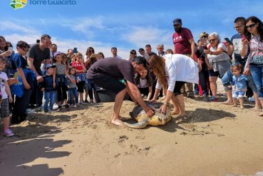 La bella storia della tartaruga Giorgia salvata da una bimba di otto anni