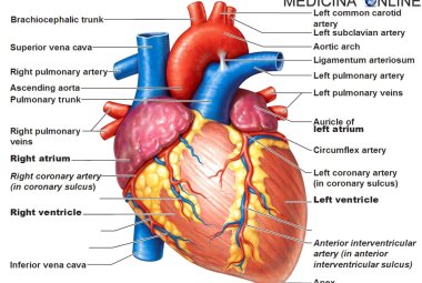  “Prevenzione ti migliora la vita”. Consulenze cardiologiche gratuite in piazza Sant’Oronzo