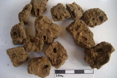 A Lecce esperti di archeobotanica da tutto il mondo