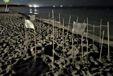 Due Caretta Caretta scelgono Gallipoli ed Ugento per nidificare
