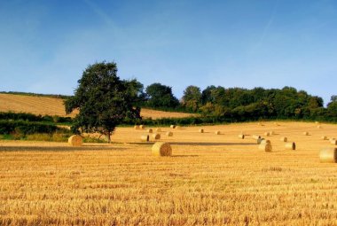 Carburanti da residui agricoli e forestali con l'aiuto del sole