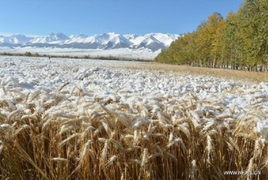 Aumentata a dismisura la quantità di grano importata dal Canada