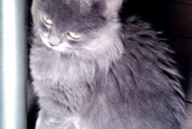 Chi trova questa gattina, per piacere, ci avvisi