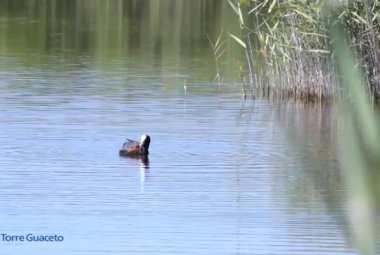 Un maschio di folaga nutre i suoi piccoli, un video che commuove