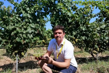 Cominciata la vendemmia, in Puglia il vino sarà di ottima qualità
