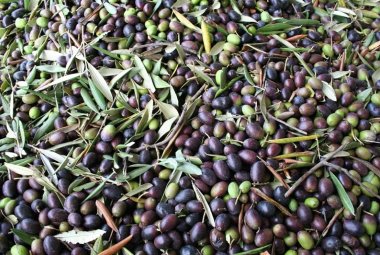 A Gagliano del Capo la prima raccolta delle olive