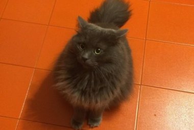 "Ho visto il gatto Nuvo"