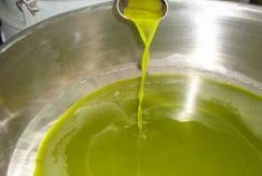 Xylella, crolla la produzione di olio nel Salento