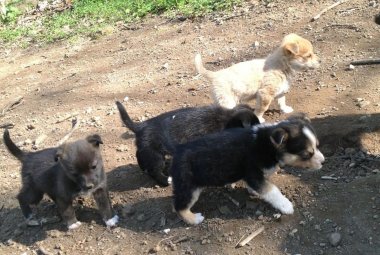 Abbandona cuccioli per strada. Denunciato