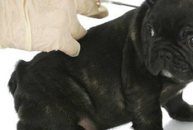 A Cutrofiano la “Giornata del microchip gratuito”