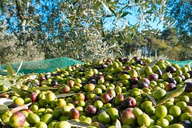 La tropicalizzazione del clima fa crescere in Puglia le produzioni autunnali