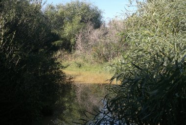 Ventiquattro comuni per un polmone verde salentino