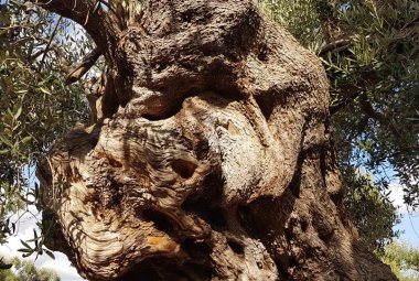 Xylella, Cia favorevole agli innesti sugli ulivi secolari
