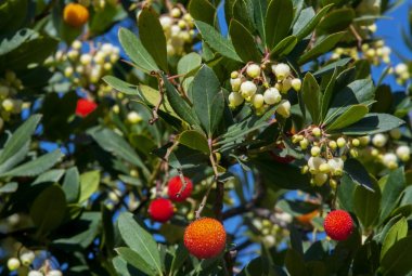 Ad Ecotekne si piantumano 50 nuovi alberi della flora salentina